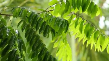 Yağmur yağarken rüzgarla hareket eden ağaç yaprakları, Chiangmai Tayland