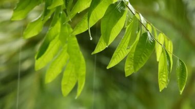 Yağmur yağarken rüzgarla hareket eden ağaç yaprakları, Chiangmai Tayland
