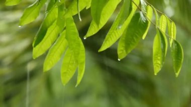 Yağmur yağarken rüzgarla hareket eden ağaç yaprakları, Chiangmai Tayland