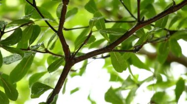 Yağmur yağarken rüzgarla hareket eden ağaç yaprakları, Chiangmai Tayland