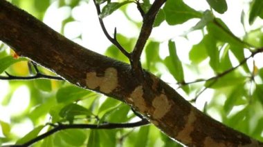 Yağmur yağarken rüzgarla hareket eden ağaç yaprakları, Chiangmai Tayland