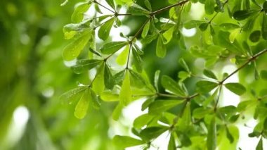 Yağmur yağarken rüzgarla hareket eden ağaç yaprakları, Chiangmai Tayland
