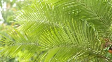 Yağmur yağarken rüzgarla hareket eden ağaç yaprakları, Chiangmai Tayland