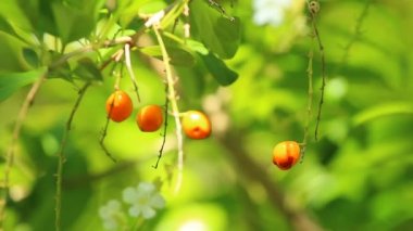 Tayland 'ın Chiangmai eyaletinde rüzgarla hareket eden sarı tohumlar.