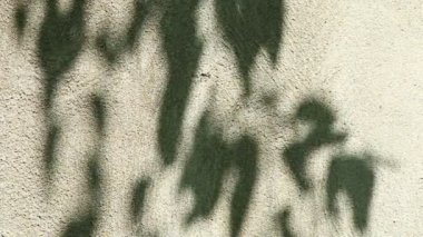 Duvarda gölgeler bırakır, Chiangmai Tayland açıklarında.