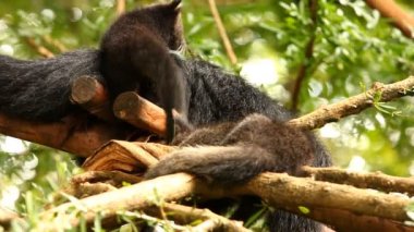 Binturong bebeği ağaçta oynuyor, Chiamgmai Tayland.