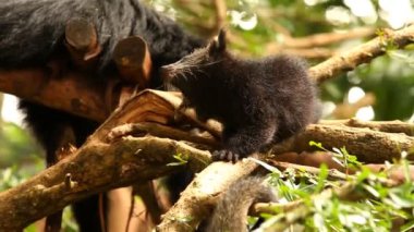 Binturong bebeği ağaçta oynuyor, Chiamgmai Tayland.