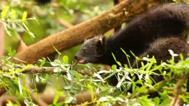 Binturong bebeği ağaçta oynuyor, Chiamgmai Tayland.