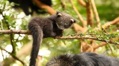 Binturong bebeği ağaçta oynuyor, Chiamgmai Tayland.