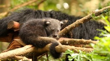 Binturong bebeği ağaçta oynuyor, Chiamgmai Tayland.