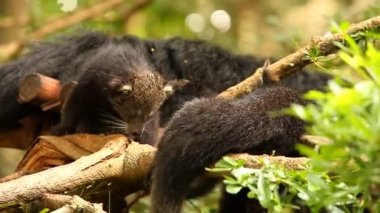 Binturong bebeği ağaçta oynuyor, Chiamgmai Tayland.