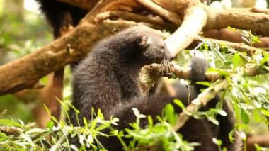 Binturong bebeği ağaçta oynuyor, Chiamgmai Tayland.