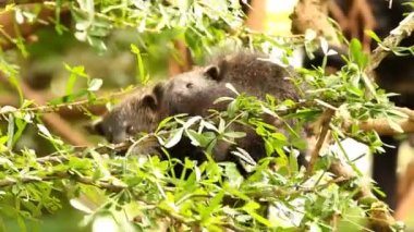 Binturong bebeği ağaçta oynuyor, Chiamgmai Tayland.