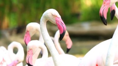 Chiangmai Tayland 'da bir grup flamingo.