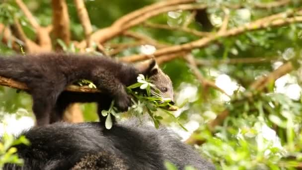 Binturong Baby Spielt Auf Dem Baum Chiamgmai Thailand — Stockvideo