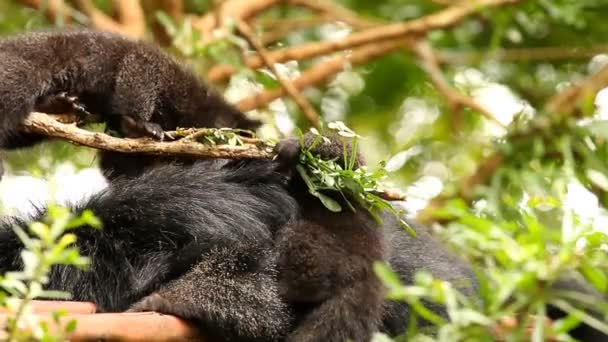 Binturong Bebé Jugando Árbol Chiamgmai Tailandia — Vídeos de Stock