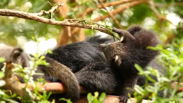 Binturong Baby Spielt Auf Dem Baum Chiamgmai Thailand — Stockvideo