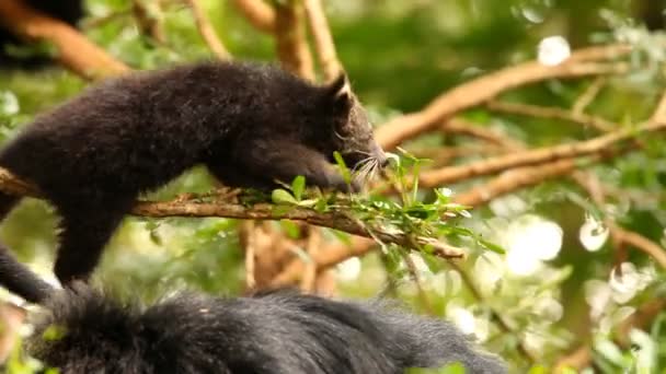 Binturong Dziecko Bawi Się Drzewie Chiamgmai Tajlandii — Wideo stockowe