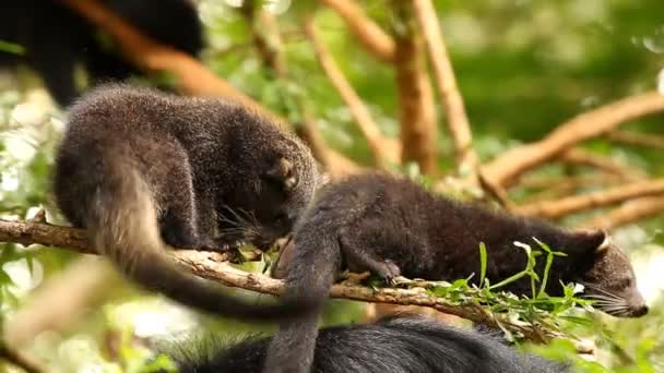 Binturong Baby Spielt Auf Dem Baum Chiamgmai Thailand — Stockvideo