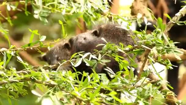 Binturong Bebé Jugando Árbol Chiamgmai Tailandia — Vídeos de Stock