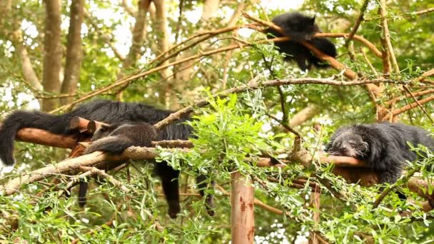 Binturong Durmiendo Árbol Chiamgmai Tailandia — Vídeo de stock