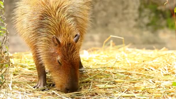 Zamknij Capybara Chiangmai Tajlandii — Wideo stockowe