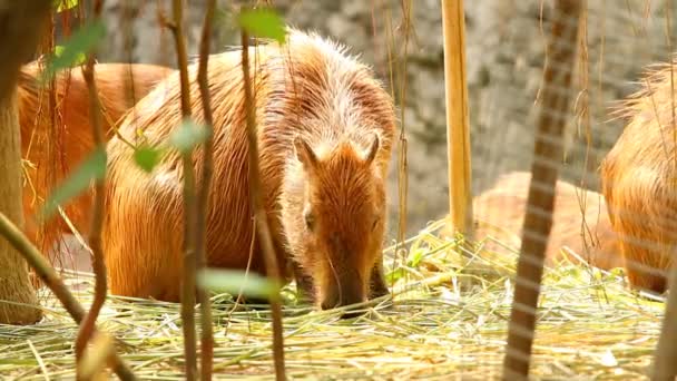 Zamknij Capybara Chiangmai Tajlandii — Wideo stockowe