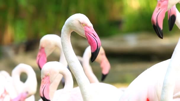 Grupp Flamingos Chiangmai Thailand — Stockvideo