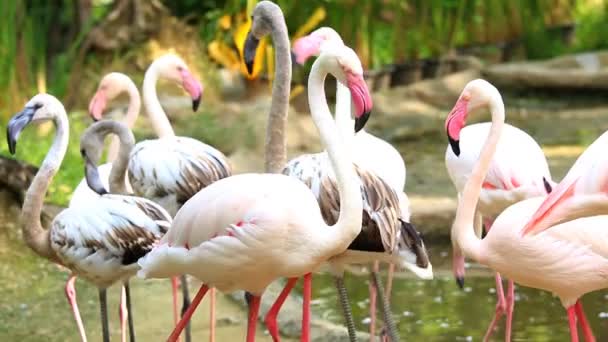 Gruppe Von Flamingos Chiangmai Thailand — Stockvideo