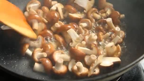 치앙마이 버섯들 — 비디오