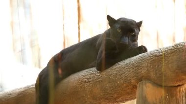 Kara Panter Chiangmai Tayland 'da