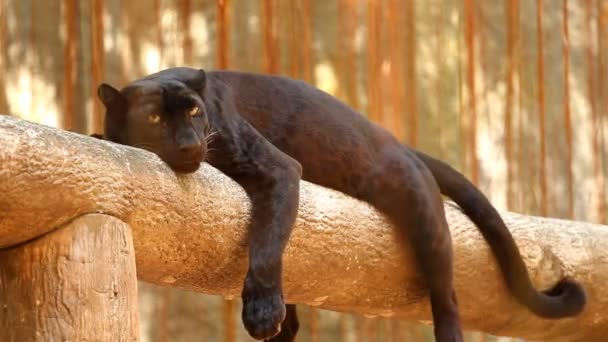 泰国清迈的黑豹 — 图库视频影像