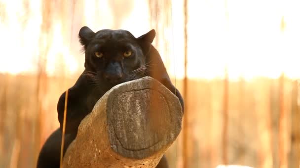Pantera Negra Chiangmai Tailandia — Vídeo de stock
