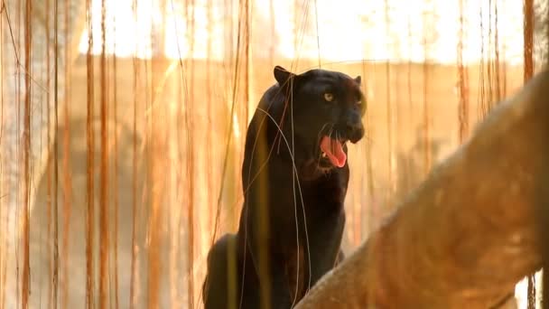 Pantera Negra Chiangmai Tailandia — Vídeo de stock