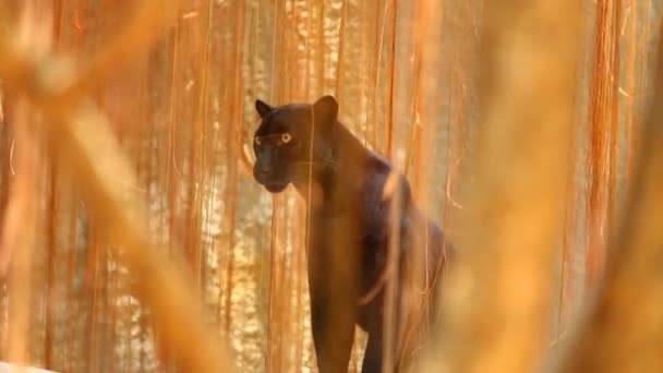 Черная Пантера Чиангмае — стоковое видео
