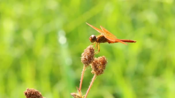 蜻蜓在田里牵着草花 泰国清迈 — 图库视频影像