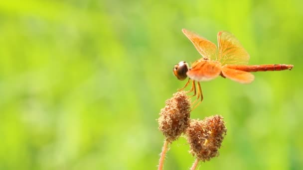 Dragonfly Тримає Трав Янистий Цвіт Полі Chiangmai Thailand — стокове відео