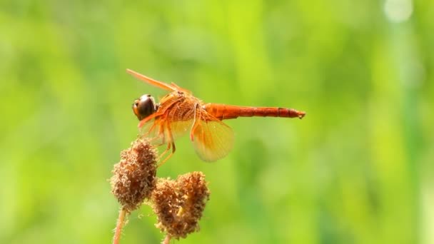 Dragonfly Met Gras Bloem Het Veld Chiangmai Thailand — Stockvideo