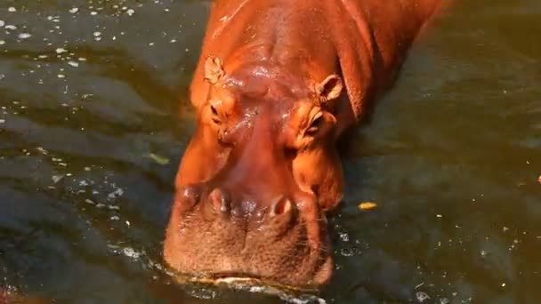 Hipopótamo Pie Zoológico Chiangmai Tailandia — Vídeo de stock