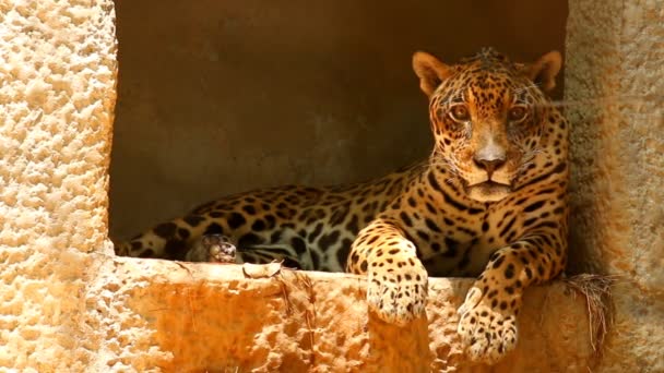 Jaguar Leggen Chiangmai Thailand — Stockvideo