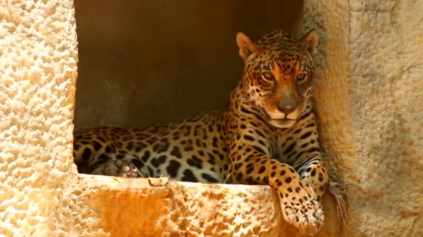 Jaguar Chiangmai Tayland Yatıyor — Stok video