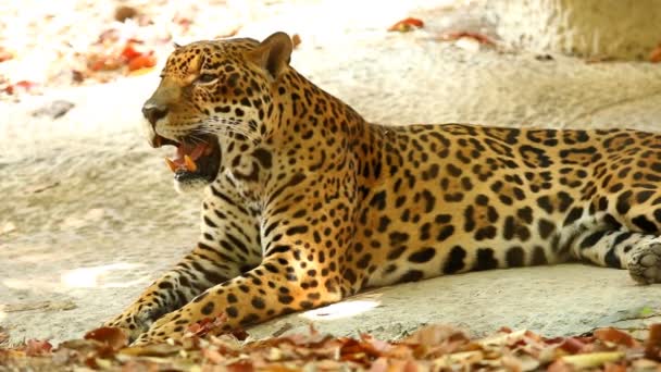 Jaguar Leggen Chiangmai Thailand — Stockvideo