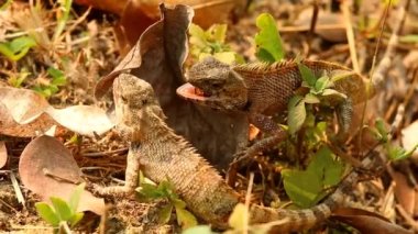 Kertenkeleler dışarıda Chiangmai Tayland 'da
