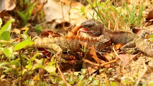 Jaszczurki Zewnątrz Chiangmai Tajlandia — Wideo stockowe