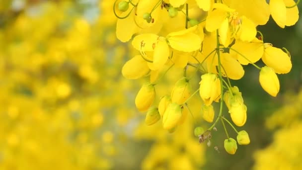 Dendrobium Lindleyi Orchideenblüten Garten Chiangmai Thailand — Stockvideo