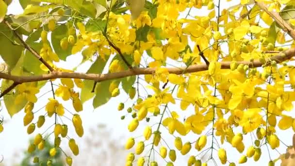 Dendrobium Lindleyi Kwiaty Storczyk Ogrodzie Chiangmai Tajlandia — Wideo stockowe