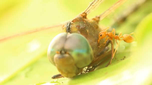 Dragón Muerto Vuela Con Hormigas Árbol Aire Libre Chiangmai Tailandia — Vídeos de Stock
