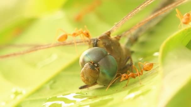 Drago Morto Volare Con Formiche Sull Albero All Aperto Chiangmai — Video Stock