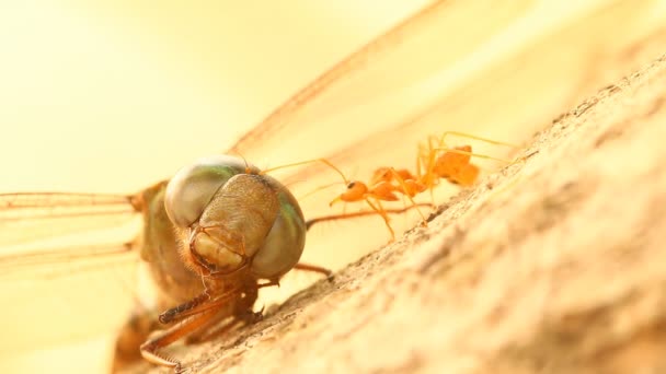 Dragão Morto Voar Com Formigas Árvore Livre Chiangmai Tailândia — Vídeo de Stock