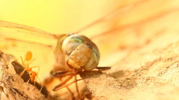 死んだ龍が木の上でアリと飛ぶ 屋外チェンマイタイ — ストック動画